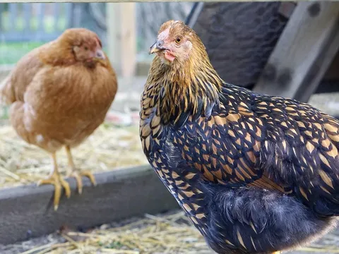 Galline affettuose: il legame sorprendente tra questi volatili e gli esseri umani