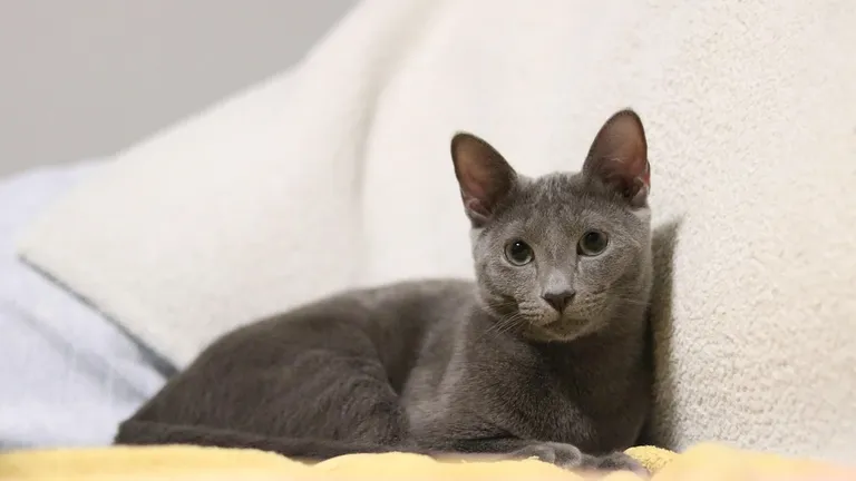 Criceti russi: gli amici più adorabili che ti rubano il cuore!