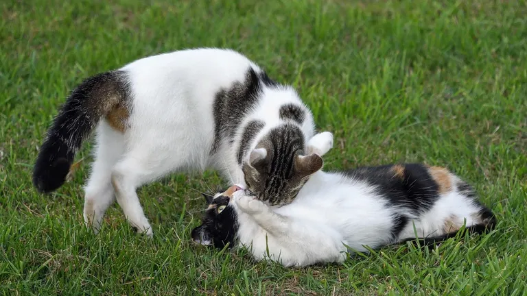 Il gattopardo si affeziona a un gioco: scopri il suo segreto!