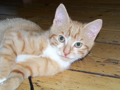 La Campania approva la legge innovativa per tutelare gli animali di affezione: beneficio per tutti!