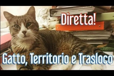 Il mistero svelato: Quanto tempo ci vuole perché un gatto si affezioni?