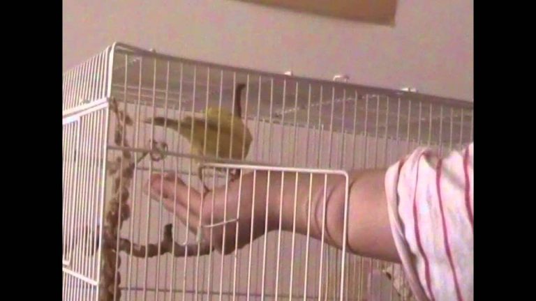 Il Cardellino: L'Insolita Affezione di un Uccellino Domestico